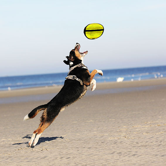 Hund spielt am Strand mit *Herbert* der Frisbee aus Feuerwehrschlauch