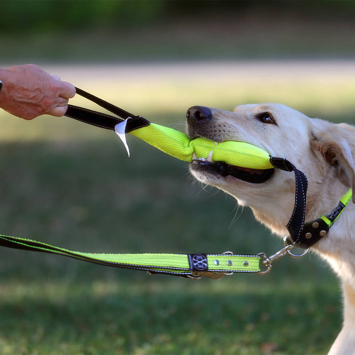 Hund mit Beißwurst und Hundeleine Ewald