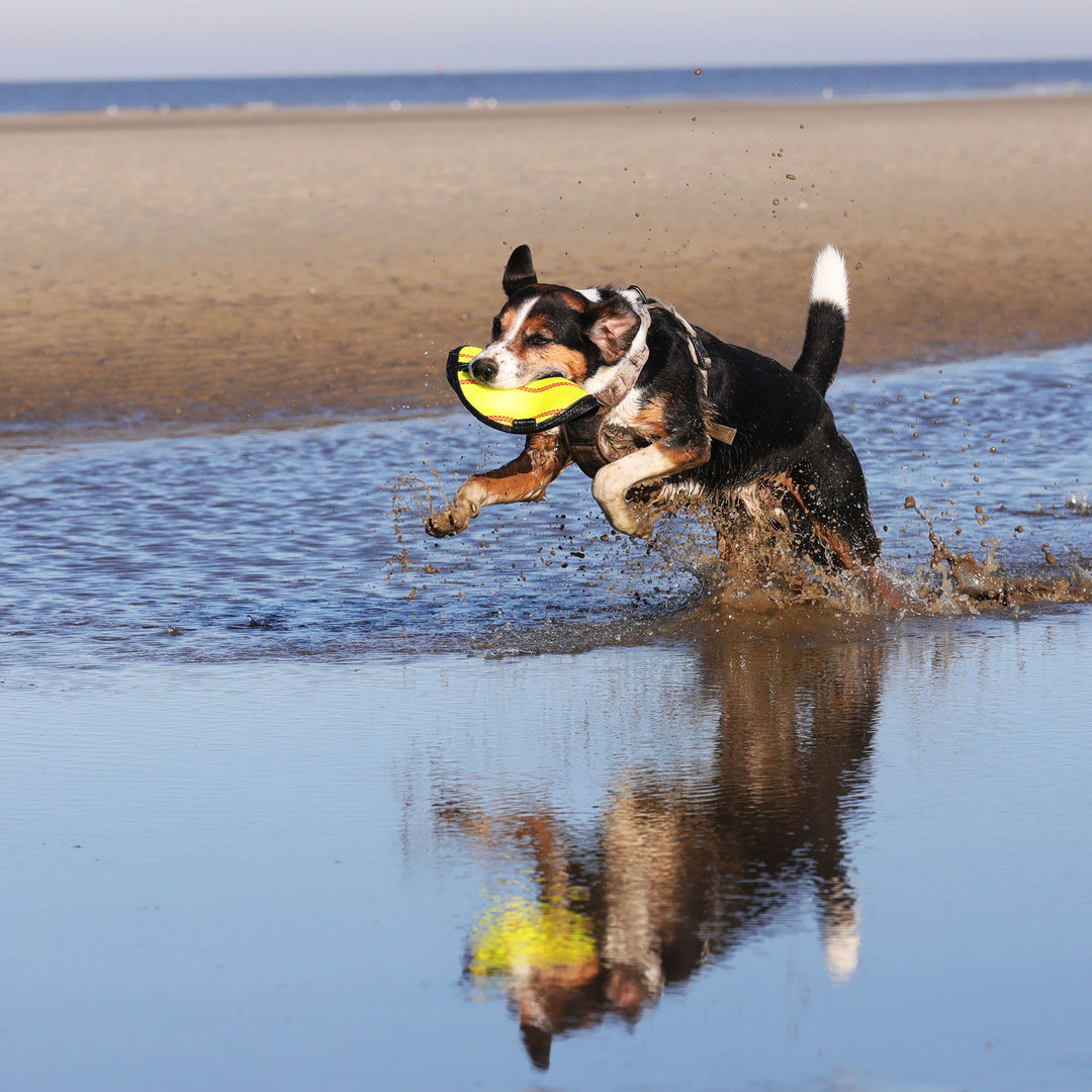 Hund spielt mit Frisbee im Wasser. Herbert ist die Frisbee für Hunde, gefertigt aus Feuerwehrschlauch