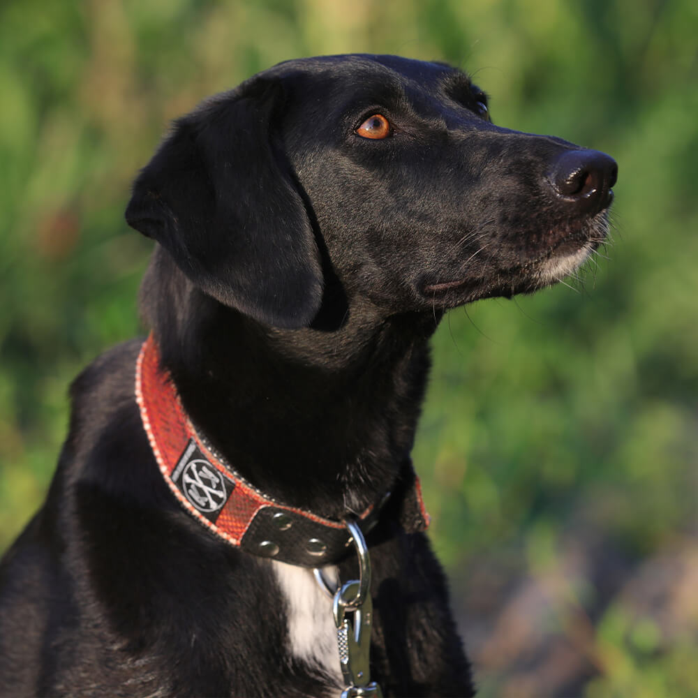 Rotes Hundehalsband aus Feuerwehrschlauch