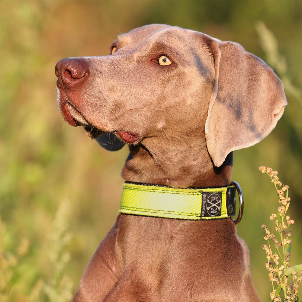 Halsband nach Maß - Neongelbes Hundehalsband aus Feuerwehrschlauch mit D-Ring