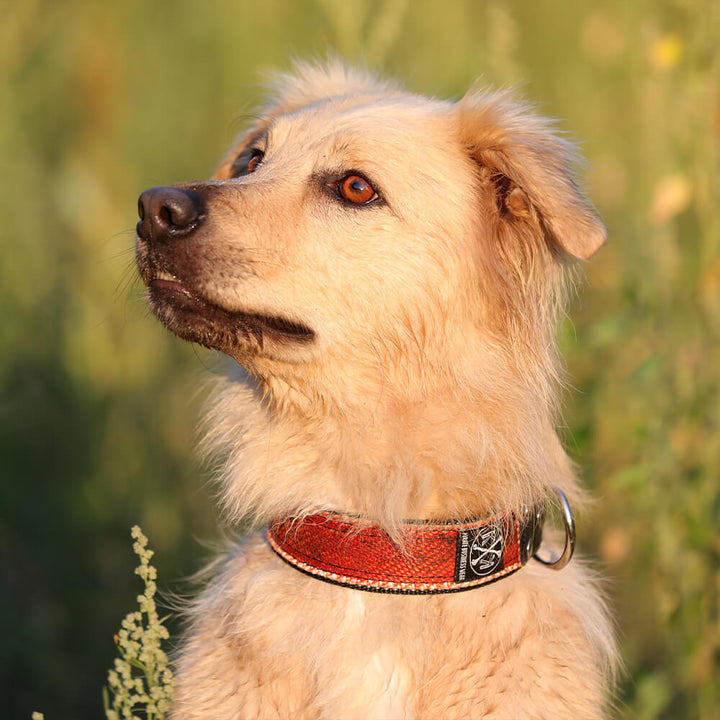 Rotes Hundehalsband aus Feuerwehrschlauch mit D-Ring
