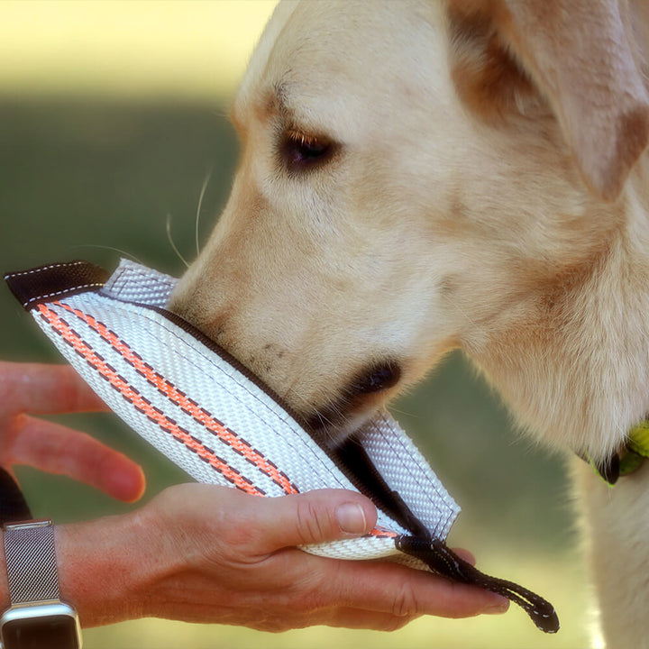 Hund mit Futterdummy in weiß