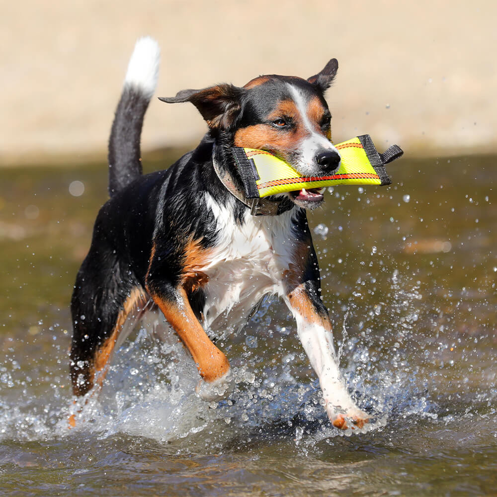 Hund mit Futterdummy "Bernd" aus Feuerwehrschlauch