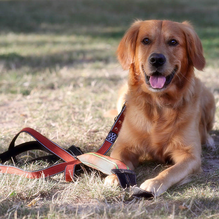 Hund mit Feuerwehrschlauch-Hundeleine mit reflektierenden Streifen für mehr Sicherheit bei Nacht