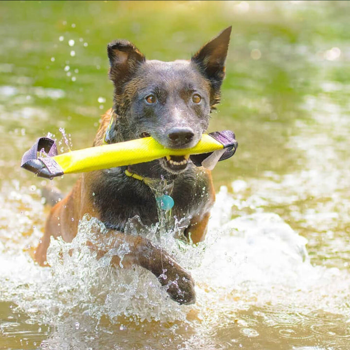 Hund mit Beißwurst 40cm lang in neongelb