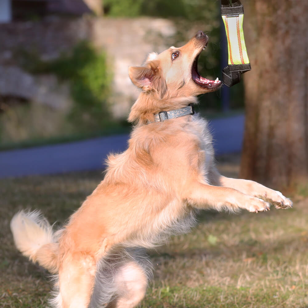 Hund mit Beißwurst Horst 20cm in gelb