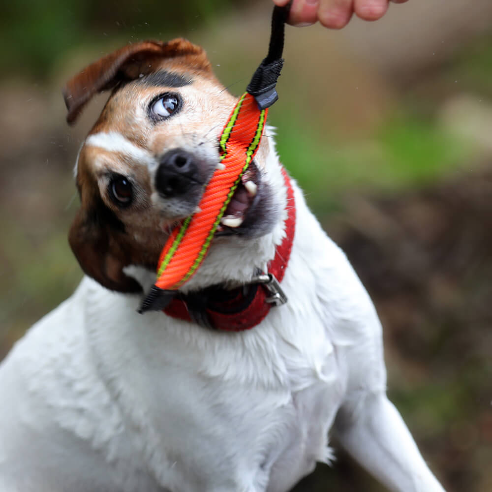 Robuste Beißwurst “Horst Mini” – ideales Trainingsspielzeug für kleine Hunde