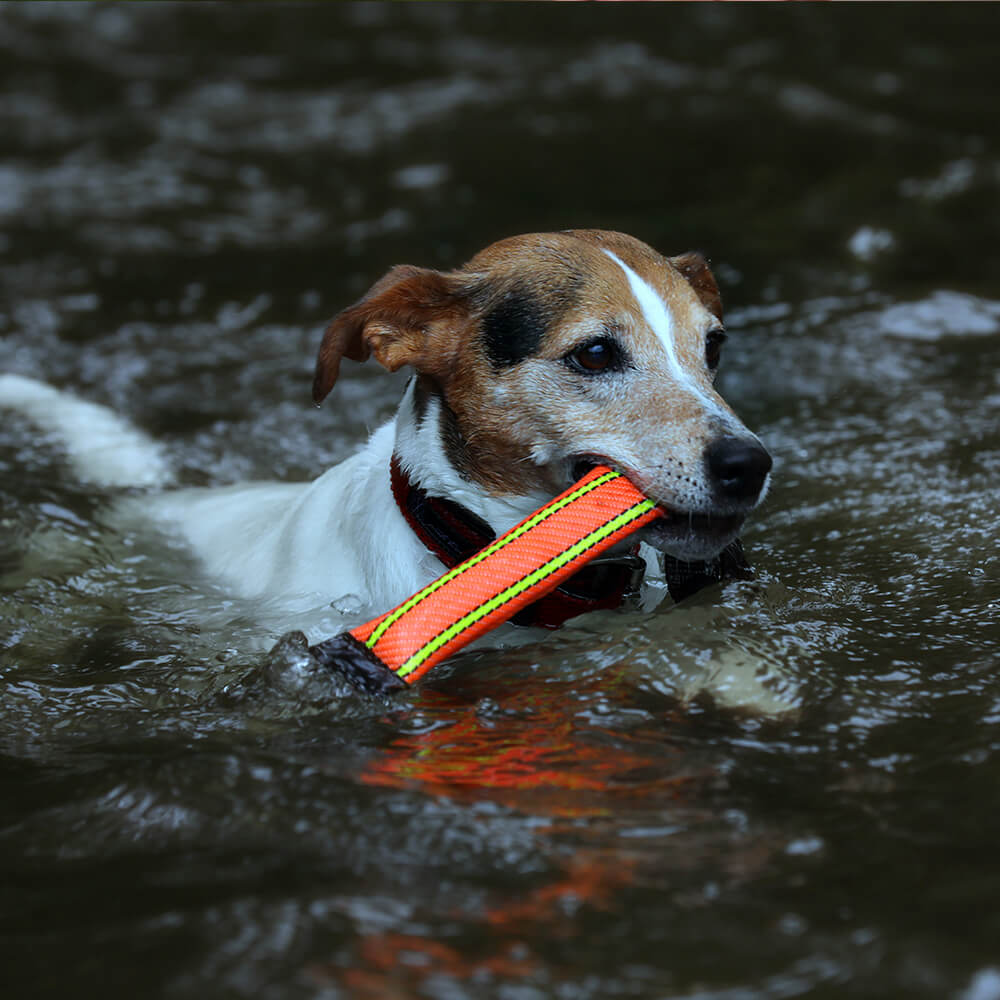 Hund mit Mini Beißwurst im Wasser