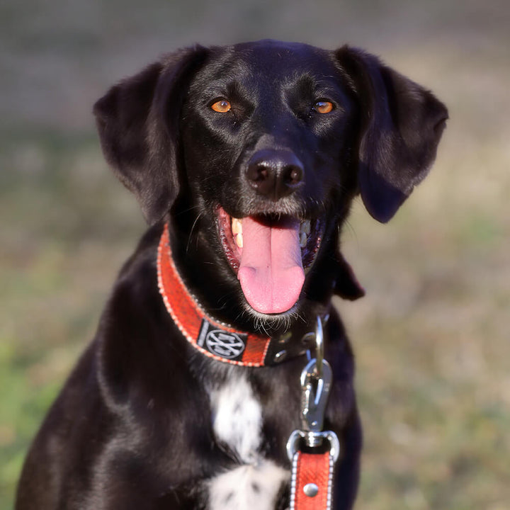 Hund mit Leine und Halsband aus Feuerwehrschlauch. Das perfekte Geschenk für Feuerwehrleute mit Hund