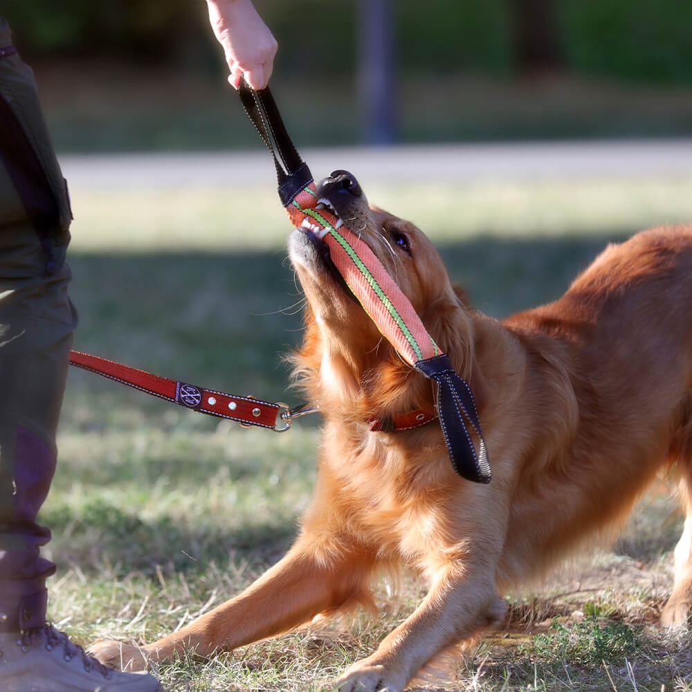 Hund beim Training mit Beißwurst